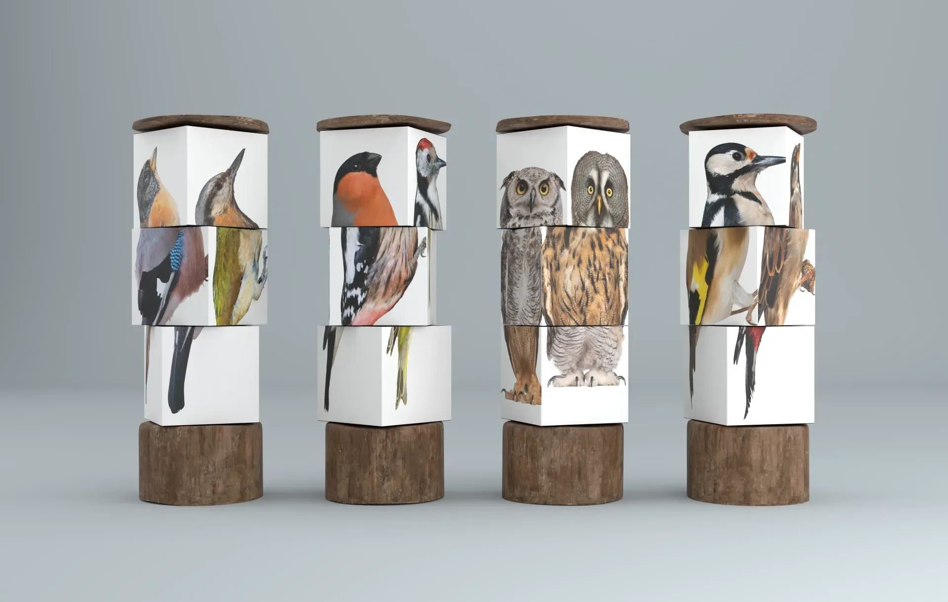 Graphiste freelance a Angers - La Canopée des oiseaux - visuel 10