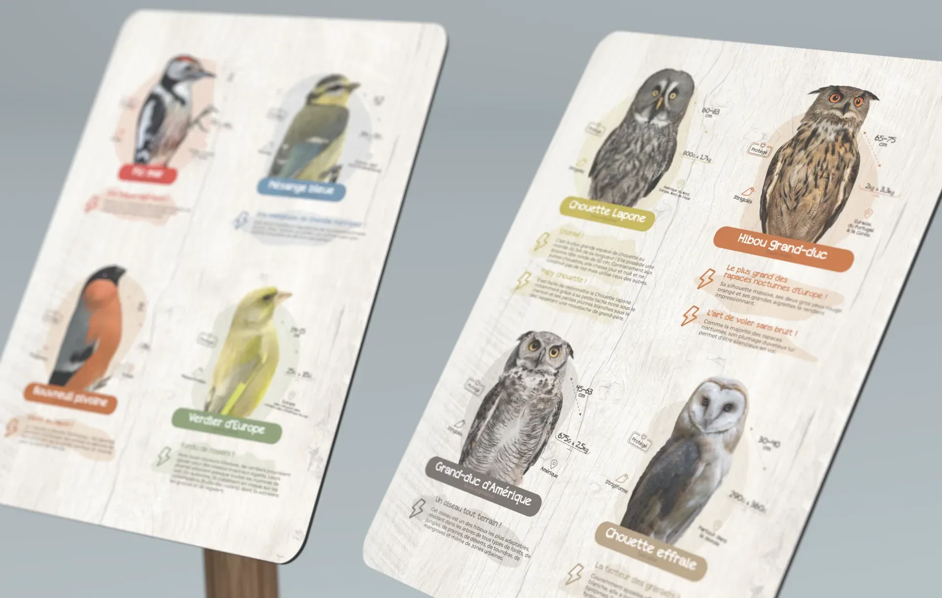 Graphiste freelance a Angers - La Canopée des oiseaux - visuel 12