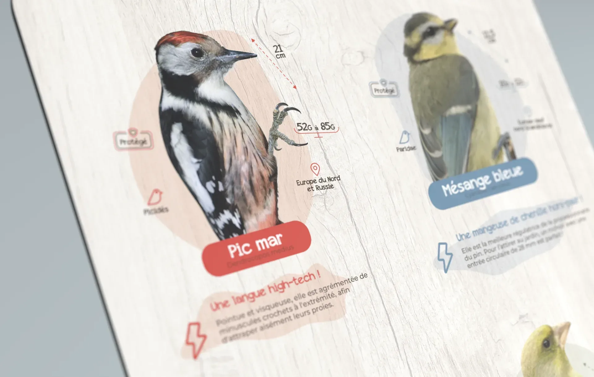 Graphiste freelance a Angers - La Canopée des oiseaux - visuel 13